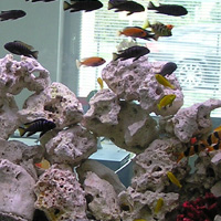 Térelválasztó akváriumok