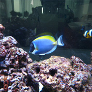Tengeri akvárium 3. az elkészült térelválasztó tengeri akvárium