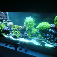 Tengeri akvárium 3. térelválasztó tengeri akvárium az első előlényekkel